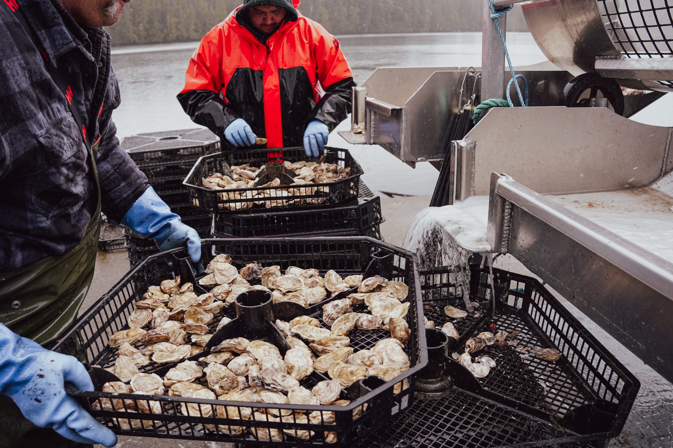 K'awat'si Shellfish Workers handling freshly harvested oysters in black baskets at K'awat'si Shellfish farm in Tribune Bay, located in Gwa'sala-'Nakwaxda'xw Nations Traditional Territory on a cloudy day.