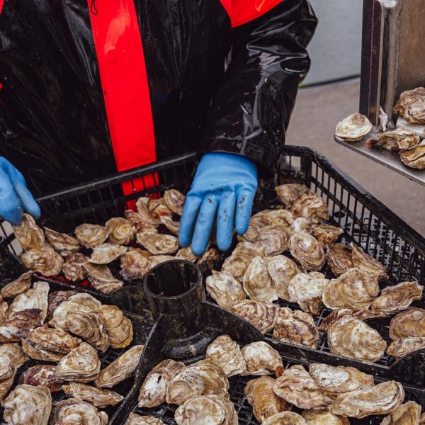 A worker in blue gloves sorts through a basket of harvested oysters at K'awat'si Shellfish Company.