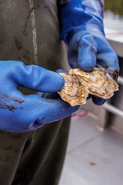 Close-up of a oyster farm worker's gloved hands holding a freshly harvested oyster at K'awat'si Shellfish Company.